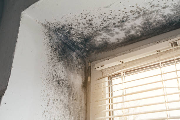 Trusted Black Mold Removal service in Kenilworth, IL - Cheap Mold Removal